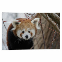 Red Panda Baby Rugs 99182980
