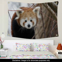 Red Panda Baby Wall Art 99182980