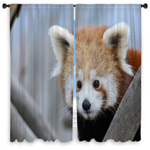 Red Panda Baby Window Curtains 99182701