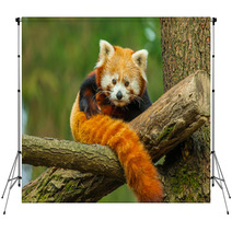 Red Panda Backdrops 62730909