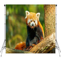 Red Panda Backdrops 62730915