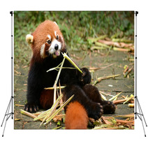 Red Panda Bear Eating Bamboo Chengdu, China Backdrops 100965171