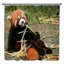 Red Panda Bear Eating Bamboo Chengdu, China Bath Decor 100965171
