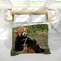 Red Panda Bear Eating Bamboo Chengdu, China Bedding 100965171