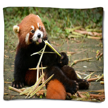 Red Panda Bear Eating Bamboo Chengdu, China Blankets 100965171