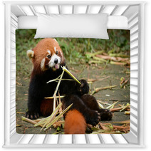 Red Panda Bear Eating Bamboo Chengdu, China Nursery Decor 100965171