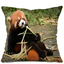 Red Panda Bear Eating Bamboo Chengdu, China Pillows 100965171