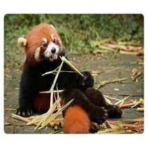 Red Panda Bear Eating Bamboo Chengdu, China Rugs 100965171