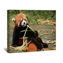 Red Panda Bear Eating Bamboo Chengdu, China Wall Art 100965171