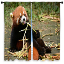 Red Panda Bear Eating Bamboo Chengdu, China Window Curtains 100965171