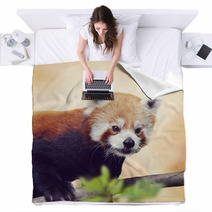 Red Panda Bear Soft Photograph Blankets 94307988