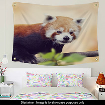 Red Panda Bear Soft Photograph Wall Art 94307988