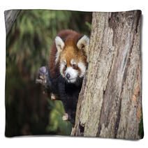 Red Panda Blankets 101069914