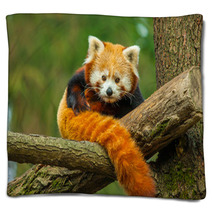 Red Panda Blankets 62730909