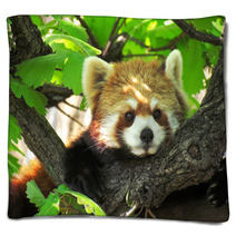 Red Panda Blankets 87760471