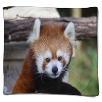 Red Panda Blankets 95658847