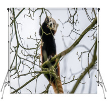 Red Panda Climbing In A Tree Backdrops 83168191
