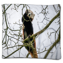Red Panda Climbing In A Tree Blankets 83168191