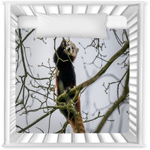 Red Panda Climbing In A Tree Nursery Decor 83168191