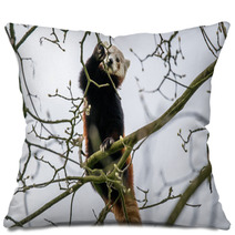 Red Panda Climbing In A Tree Pillows 83168191