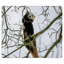 Red Panda Climbing In A Tree Rugs 83168191