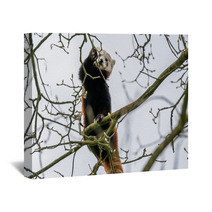 Red Panda Climbing In A Tree Wall Art 83168191