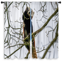 Red Panda Climbing In A Tree Window Curtains 83168191