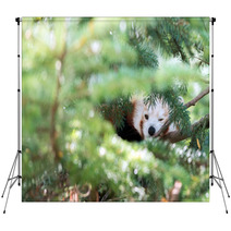 Red Panda Hiding On A Tree Backdrops 98450109