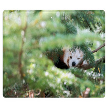 Red Panda Hiding On A Tree Rugs 98450109