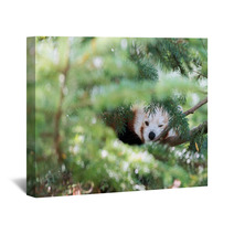 Red Panda Hiding On A Tree Wall Art 98450109