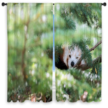 Red Panda Hiding On A Tree Window Curtains 98450109