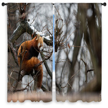 Red Panda In Snow Window Curtains 97498388