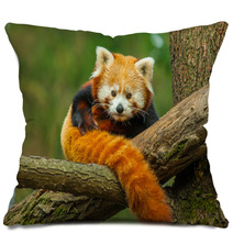 Red Panda Pillows 62730909