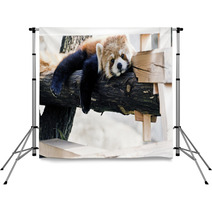 Red Panda relax posture Backdrops 30532359
