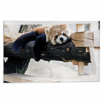 Red Panda relax posture Rugs 30532359