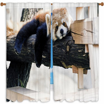 Red Panda relax posture Window Curtains 30532359