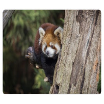 Red Panda Rugs 101069914