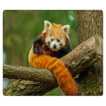 Red Panda Rugs 62730909