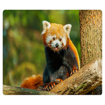 Red Panda Rugs 62730915