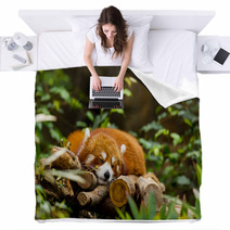 Red Panda Sleeping On The Tree Blankets 87568147