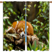 Red Panda Sleeping On The Tree Window Curtains 87568147