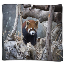 Red Panda Walking On The Tree Blankets 80423977