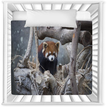 Red Panda Walking On The Tree Nursery Decor 80423977