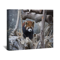 Red Panda Walking On The Tree Wall Art 80423977