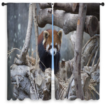 Red Panda Walking On The Tree Window Curtains 80423977