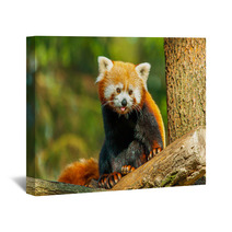 Red Panda Wall Art 62730915