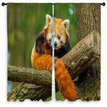 Red Panda Window Curtains 62730909