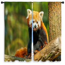 Red Panda Window Curtains 62730915