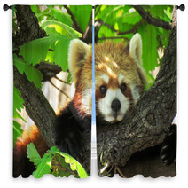 Red Panda Window Curtains 87760471
