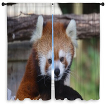 Red Panda Window Curtains 95658847